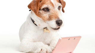 Nintendo's Official Spokesdog Is The Cutest Thing Ever